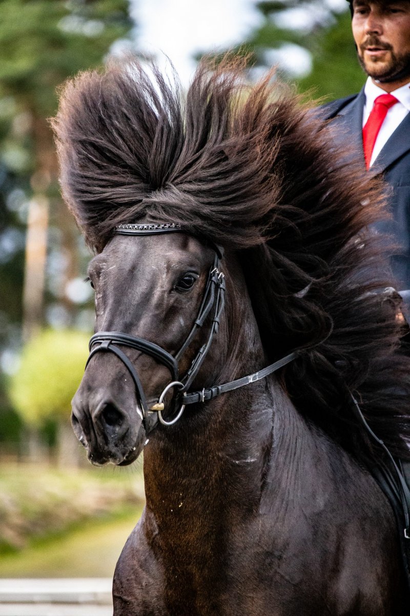 Eques Böjt Pannband Svarta Kristaller - Bild 3