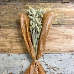 Phalaris 100gr